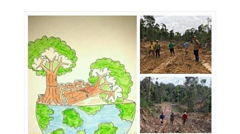 nakakalbong kagubatan drawing|Bagong solusyon sa pagkakalbo ng kagubatan hangad ng Forest .